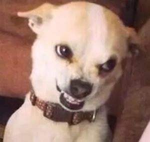 Meet your Posher, Halen